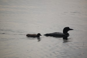 Waukewan Snake river loon adult and chick 7.28.13 by Anne Sayers    